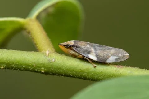 Image of brown leafhopper on natural background. Insect. Animal. Stock Photos