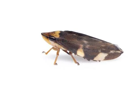 Image of brown leafhopper on white background. Insect. Animal Stock Photos