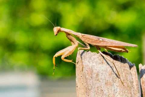 Image of brown mantis on nature background. Insect. Foto stock