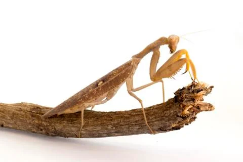 Image of brown mantis on white background. Insect. Stock Photos