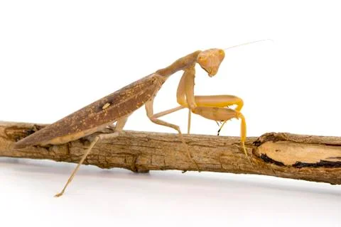 Image of brown mantis on white background. Insect. Stock Photos