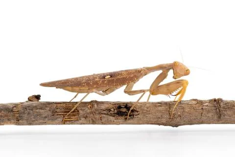 Image of brown mantis on white background. Insect. Stock Photos