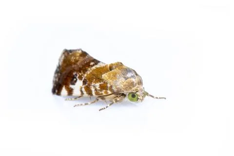 Image of brown moth isolated on white background. Animal. Insect. Stock Photos