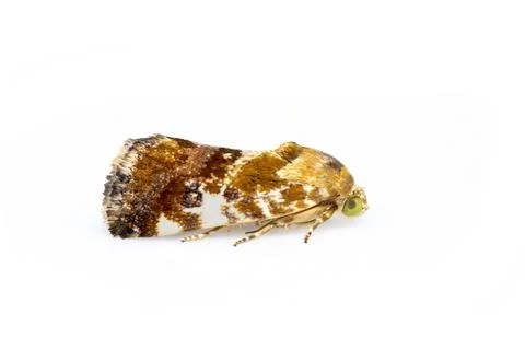 Image of brown moth isolated on white background. Animal. Insect. Stock Photos