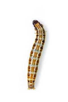 Image of brown pattern caterpillars isolated on white background. Animal. Ins Stock Photos
