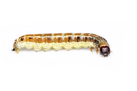 Image of brown pattern caterpillars isolated on white background. Animal. Ins Stock Photos