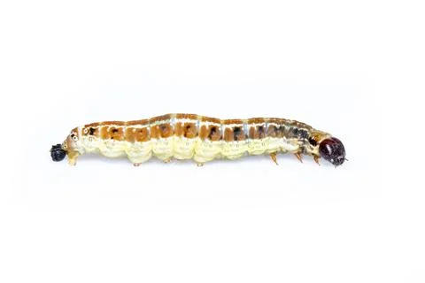Image of brown pattern caterpillars isolated on white background. Animal. Ins Foto stock