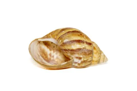 Image of brown pattern conch shell on a white background. Undersea Animals. S Stock Photos
