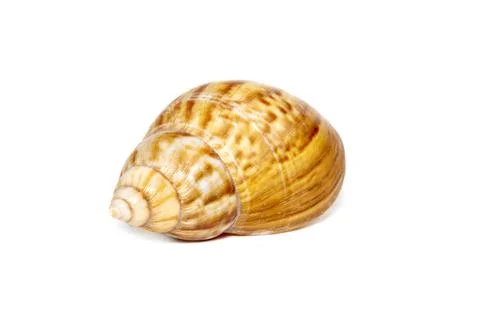 Image of brown pattern conch shell on a white background. Undersea Animals. S Stock Photos