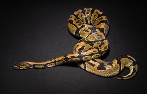 Image of brown royal python 写真素材