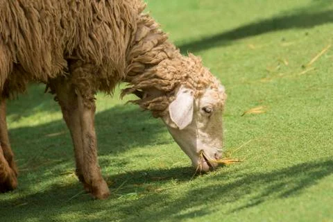 Image of a brown sheep munching grass in farm. Stock Photos