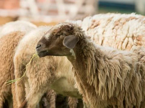 Image of a brown sheep munching grass in farm. Stock Photos