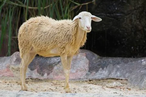 Image of a brown sheep on nature background in thailand. Farm animal Stock Photos