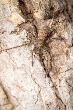 Image of a brown spider on a tree. Insect. Animal. Stock Photos