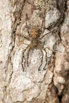 Image of a brown spider on a tree. Insect. Animal. Stock Photos