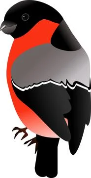 Image of a bullfinch on a white Stock Illustration