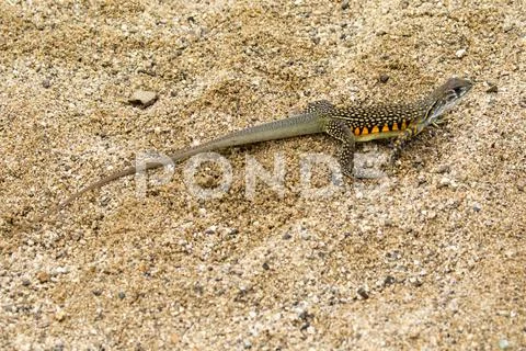Image of Butterfly Agama Lizard (Leiolepis Cuvier) on the sand. Reptile Anima Stock Photos