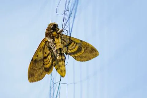 Image of butterfly (Moth) is attached to the net. Insect. Stock Photos
