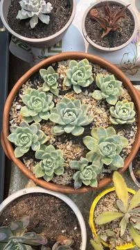 Image of cactus growing pots Stock Photos