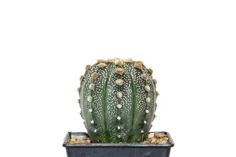 Image of cactus isolated on white background. Small decorative plant. Front v Stock Photos