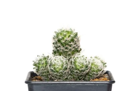 Image of cactus isolated on white background. Small decorative plant. Front v Stock Photos