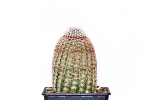 Image of cactus isolated on white background. Small decorative plant. Front v Stock Photos