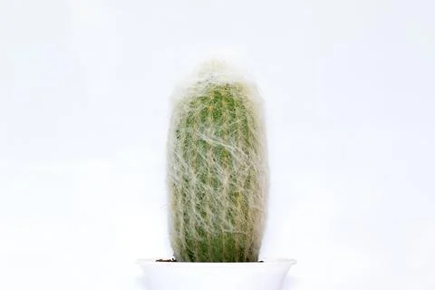 Image of cactus isolated on white background. Small decorative plant. Front v Stock Photos