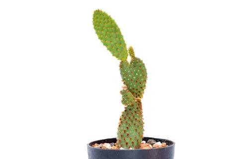 Image of cactus isolated on white background. Small decorative plant. Front v Stock Photos