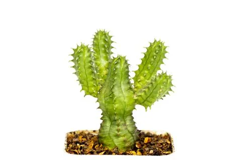 Image of cactus isolated on white background. Small decorative plant. Front v Stock Photos