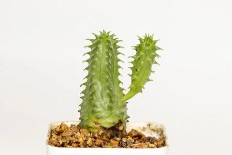 Image of cactus isolated on white background. Small decorative plant. Front v Stock Photos