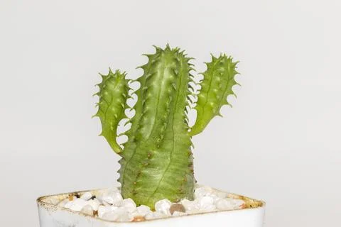 Image of cactus isolated on white background. Small decorative plant. Front v Stock Photos