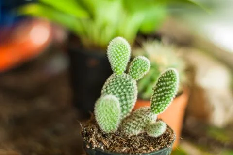 Image of cactus Stock Photos