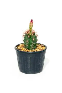 Image of cactus in pots isolated on white background. Small decorative plant. Stock Photos