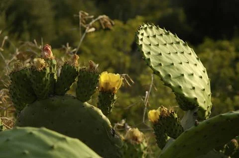 Image of a cactus in the process of flowering Foto stock