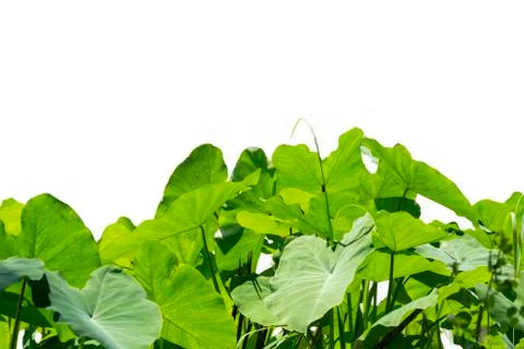 Image of caladium leaf on white background. Green leaf Stock Photos