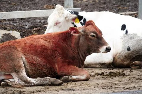 Image of calves resting Stock Photos