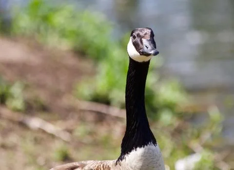 Image of a Canada goose looking in the camera Stock Photos