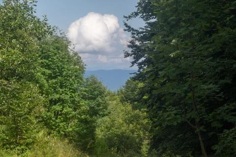 The image captures a beautiful view of a forest, mountains, and clouds on a.. Stock Photos
