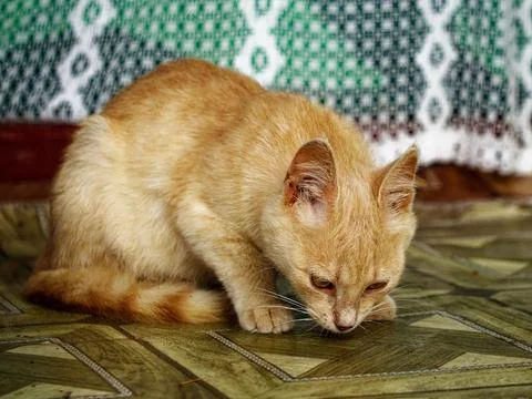 The image captures a cat with soft fur on a patterned floor Stock Photos