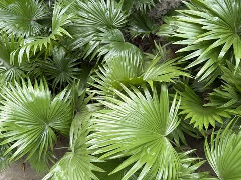 This image captures a close up of bright green saw palmetto leaves, densely p Foto stock