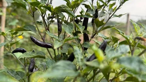 The image captures a close up of dark purple chili peppers growing densely, s Foto stock