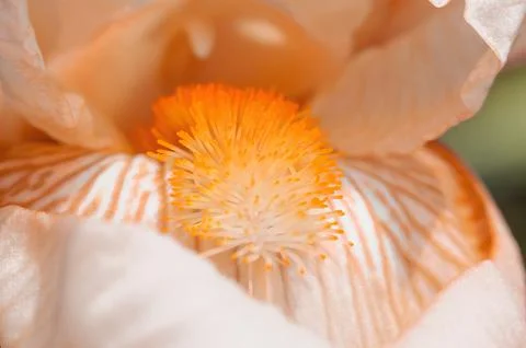 This image captures the intricate details of a bearded iris flowers orange pe Stock-Fotos
