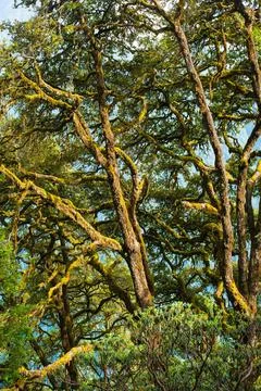 This image captures a serene forest scene near Madmaheshwar temple in Uttarak Stock Photos