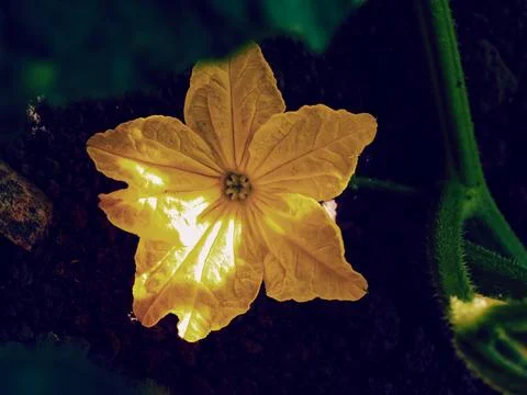 The image captures a single yellow flowers detailed texture Stock Photos