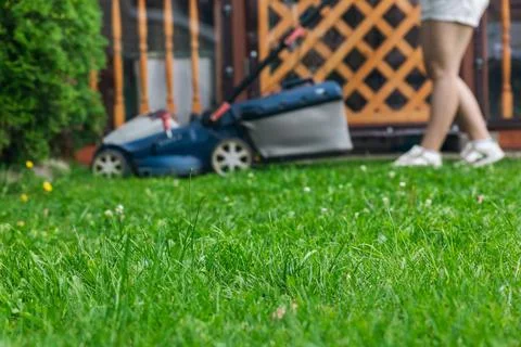 This image captures someone mowing their lawn with a push lawn mower. The p.. Stock Photos