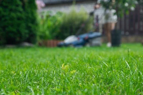 This image captures someone mowing their lawn with a push lawn mower. The p.. Stock Photos