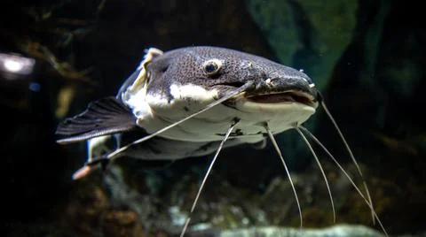 This image captures a stunning closeup view of a majestic catfish in its Stock Photos