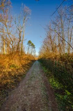 This image captures a tranquil forest path bathed in warm sunlight, bordere.. Stock Photos