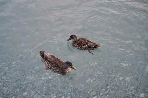 This image captures two ducks gracefully swimming in clear, shallow water. Stock Photos