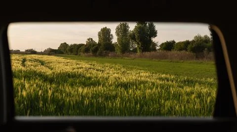 Image from a car window looking at a wheat field in the sunset Stock Photos